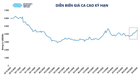 Giá ca cao tăng vọt hơn 9% trước rủi ro nguồn cung