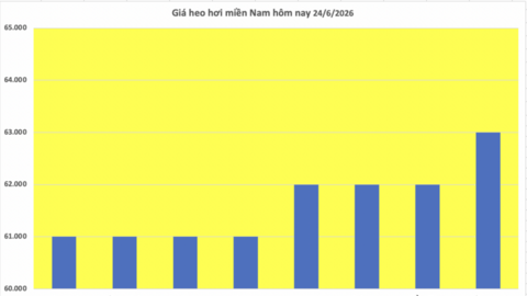 Giá heo hơi hôm nay 24/6/2026: Giảm rải rác tại miền Trung, miền Nam