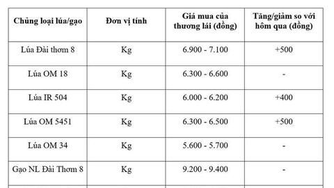 Giá lúa gạo hôm nay ngày 14/7/2026: Lúa tươi đồng loạt tăng mạnh