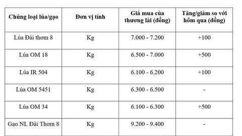 Giá lúa gạo hôm nay ngày 17/7/2026: Lúa tươi tiếp đà tăng mạnh