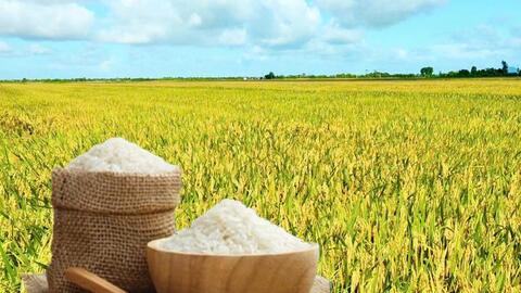 Giá lúa gạo hôm nay ngày 19/8: Gạo nguyên liệu xuất khẩu tiếp đà giảm