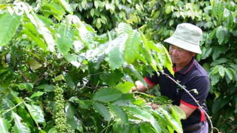 Bản tin nông sản hôm nay (24-9): Giá cà phê, giá hồ tiêu giảm mạnh