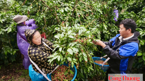 Mường Ảng: Nâng cao giá trị cà phê, tạo sinh kế bền vững cho người dân