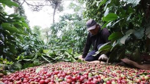 Bản tin nông sản hôm nay (12-10): Giá cà phê dao động trong khoảng 92.200-93.000 đồng/kg