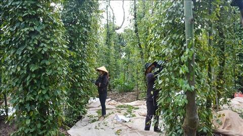 Giá hồ tiêu hôm nay (27-5): Cán mốc 120.000 đồng/kg