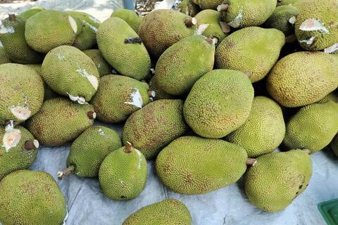 Mít miền Tây rớt giá thê thảm, đại hạ giá 1.000 đồng/kg vẫn ế