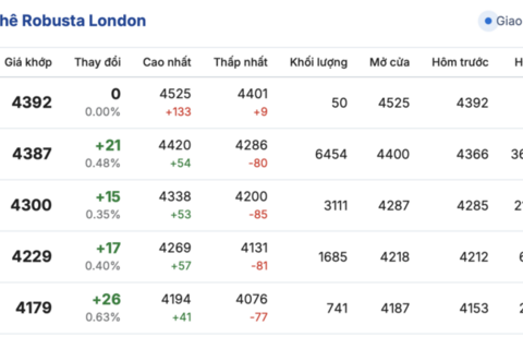 Giá cà phê hôm nay 14/11/2025: Thị trường lao dốc