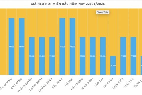 Giá heo hơi hôm nay 22/1/2026: Tiếp đà tăng, miền Bắc lập 'đỉnh' mới