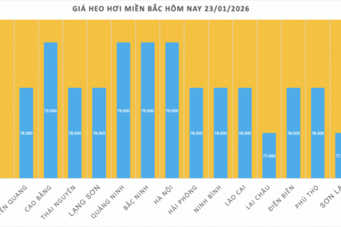 Giá heo hơi hôm nay 23/1/2026: Lên mốc 79.000 đồng/kg