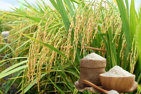 Giá lúa gạo hôm nay ngày 10/2/2026: Mua bán cầm chừng, giá ổn định