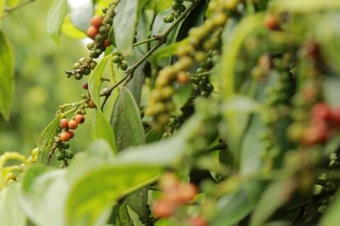 Giá tiêu hôm nay 6/3/2026: Bật tăng đồng loạt