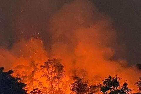 Nhanh chóng dập tắt đám cháy rừng ở Hải Phòng lúc rạng sáng