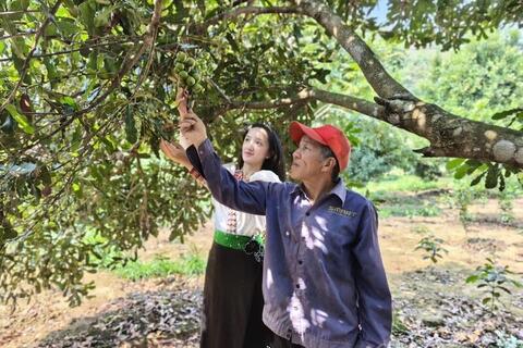 Điện Biên: Đẩy mạnh phát triển OCOP, gia tăng giá trị nông sản bản địa