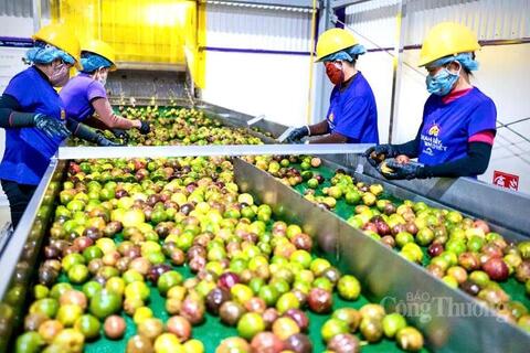 Chanh dây Gia Lai định hình chuỗi liên kết, mở rộng xuất khẩu