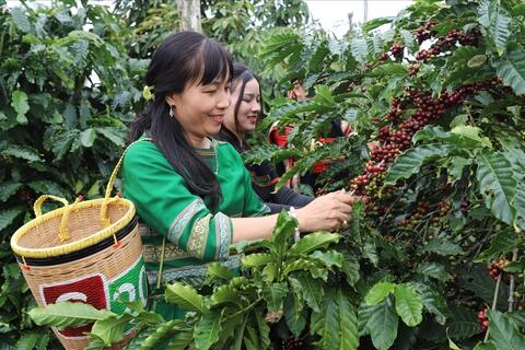 Xuất khẩu cà phê kỳ vọng vượt 8 tỷ USD