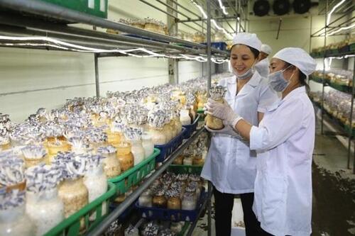 Huyện Sóc Sơn: Nâng chất lượng, tăng sức cạnh tranh cho sản phẩm OCOP Huyện Sóc Sơn: Nâng chất lượng, tăng sức cạnh tranh cho sản phẩm OCOP
