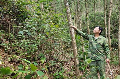 Hà Tĩnh làm gì để phòng cháy rừng trong mùa nắng nóng Hà Tĩnh làm gì để phòng cháy rừng trong mùa nắng nóng