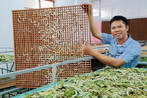 Nuôi tằm trong phòng lạnh giúp nông dân Hà Tĩnh tăng sản lượng gấp 3 lần