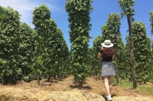 Giá tiêu hôm nay 30/6/2025: trong nước neo ngưỡng khá cao