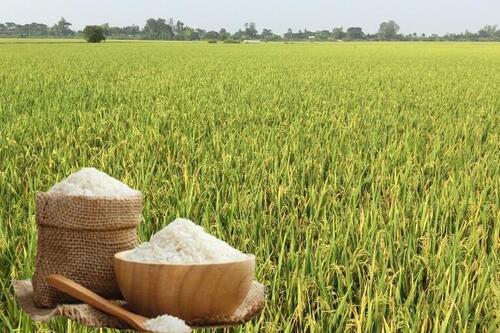 Giá lúa gạo hôm nay ngày 26/8: Gạo nguyên liệu giảm mạnh