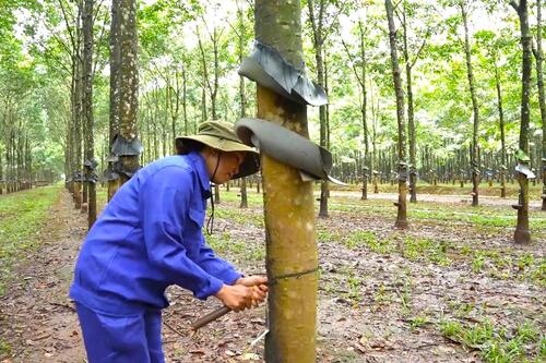 DAKRUCO vững vàng vượt sóng thị trường, tiên phong phát triển bền vững