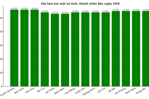 Giá heo hơi hôm nay 29/8/2025: Miền Bắc bất ngờ đảo chiều tăng