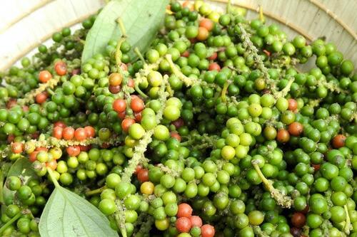 Bản tin nông sản hôm nay (29-10): Giá cà phê giảm mạnh