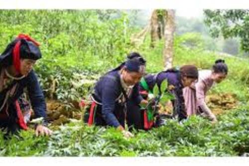 Quy định về cho vay đầu tư, hỗ trợ phát triển vùng trồng dược liệu quý