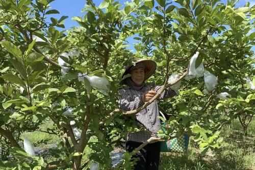 Hợp tác xã Việt Hưng 'mở đường' cho sản phẩm miền núi vươn xa