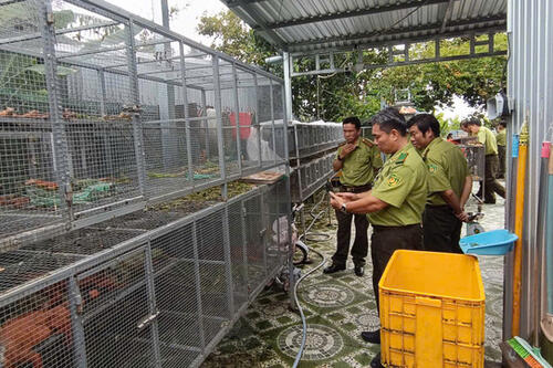 Phát hiện 191 cá thể Rồng Nam Mỹ nuôi trái phép