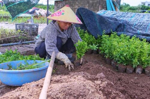 Người trồng hoa khắc phục hậu quả mưa lũ để kịp vụ Tết