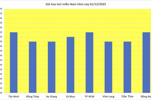 Giá heo hơi hôm nay 01/12/2025: Tiếp đà tăng, đạt mốc mới