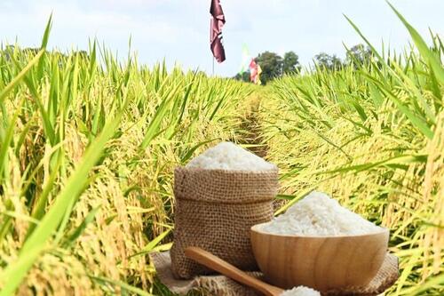 Giá lúa gạo hôm nay ngày 2/12: Lúa tươi đồng loạt tăng mạnh