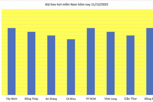 Giá heo hơi hôm nay 11/12/2025: Tăng trở lại