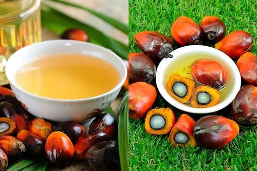 4 lầm tưởng phổ biến về dầu cọ