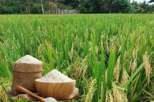 Giá lúa gạo hôm nay ngày 17/12: Lúa đảo chiều tăng