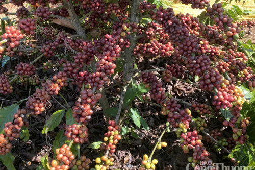 Giá cà phê thế giới giảm mạnh khi nguồn cung đầu vụ gia tăng