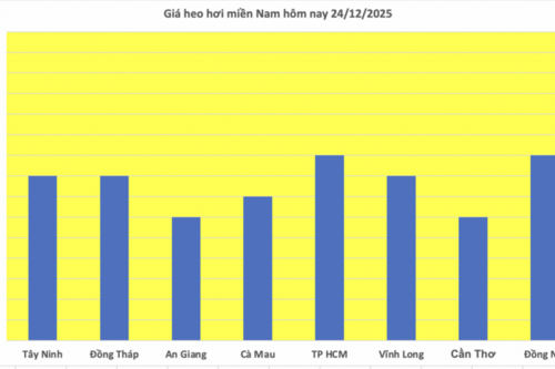 Giá heo hơi hôm nay 24/12/2025: Tăng đồng loạt, lập đỉnh mới