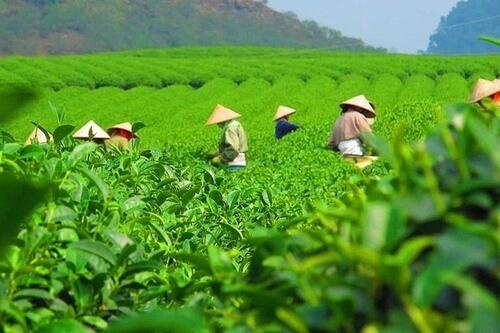 Bộ Công Thương khẩn trương tháo gỡ 500 container chè ách tắc tại Pakistan