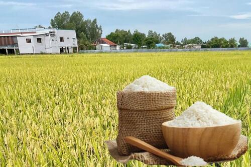 Giá lúa gạo hôm nay ngày 26/12: Gạo xuất khẩu tăng, lúa tươi giữ giá