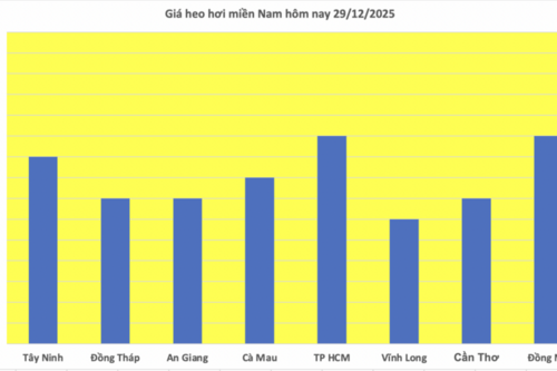 Giá heo hơi hôm nay 29/12/2025: Giảm rải rác tại miền Bắc và miền Nam