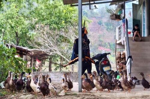 Mường Lạn đánh thức lợi thế giống vịt cổ xanh, hướng tới sản phẩm OCOP