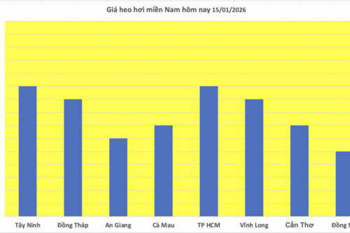 Giá heo hơi hôm nay 15/1/2026: Tăng đồng loạt tại miền Trung, miền Nam