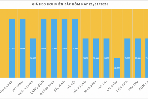 Giá heo hơi hôm nay 21/1/2026: Tiếp đà tăng, lập 'đỉnh' mới