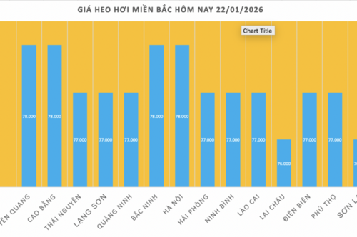 Giá heo hơi hôm nay 22/1/2026: Tiếp đà tăng, miền Bắc lập 'đỉnh' mới