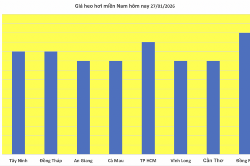 Giá heo hơi hôm nay 27/1/2026: Tăng mạnh, miền Bắc lập 'đỉnh' mới