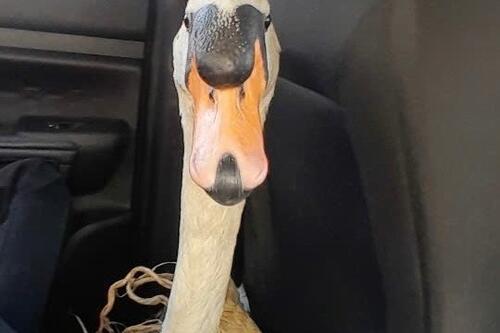 Giải cứu thiên nga trắng của Thảo Cầm Viên Sài Gòn bị trộm