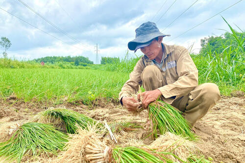Quảng Ngãi: Thủ phủ kiệu Long Yên thắng lớn vụ Tết