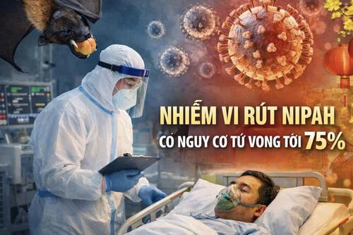 Nhiễm vi rút Nipah có nguy cơ tử vong tới 75%