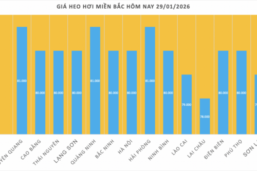 Giá heo hơi hôm nay 29/1/2026: Biến động trái chiều